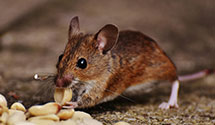 24 Hour & Emergency Exterminators in North Prince George, VA